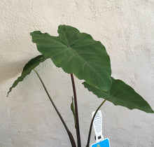 Load image into Gallery viewer, Water Plant - Colocasia Esculenta antiquorum in 14cm pot
