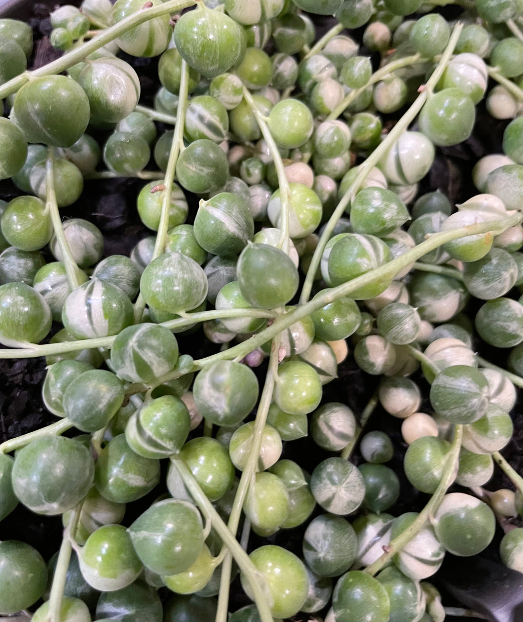 Variegated String of pearls in 15cm hanging basket