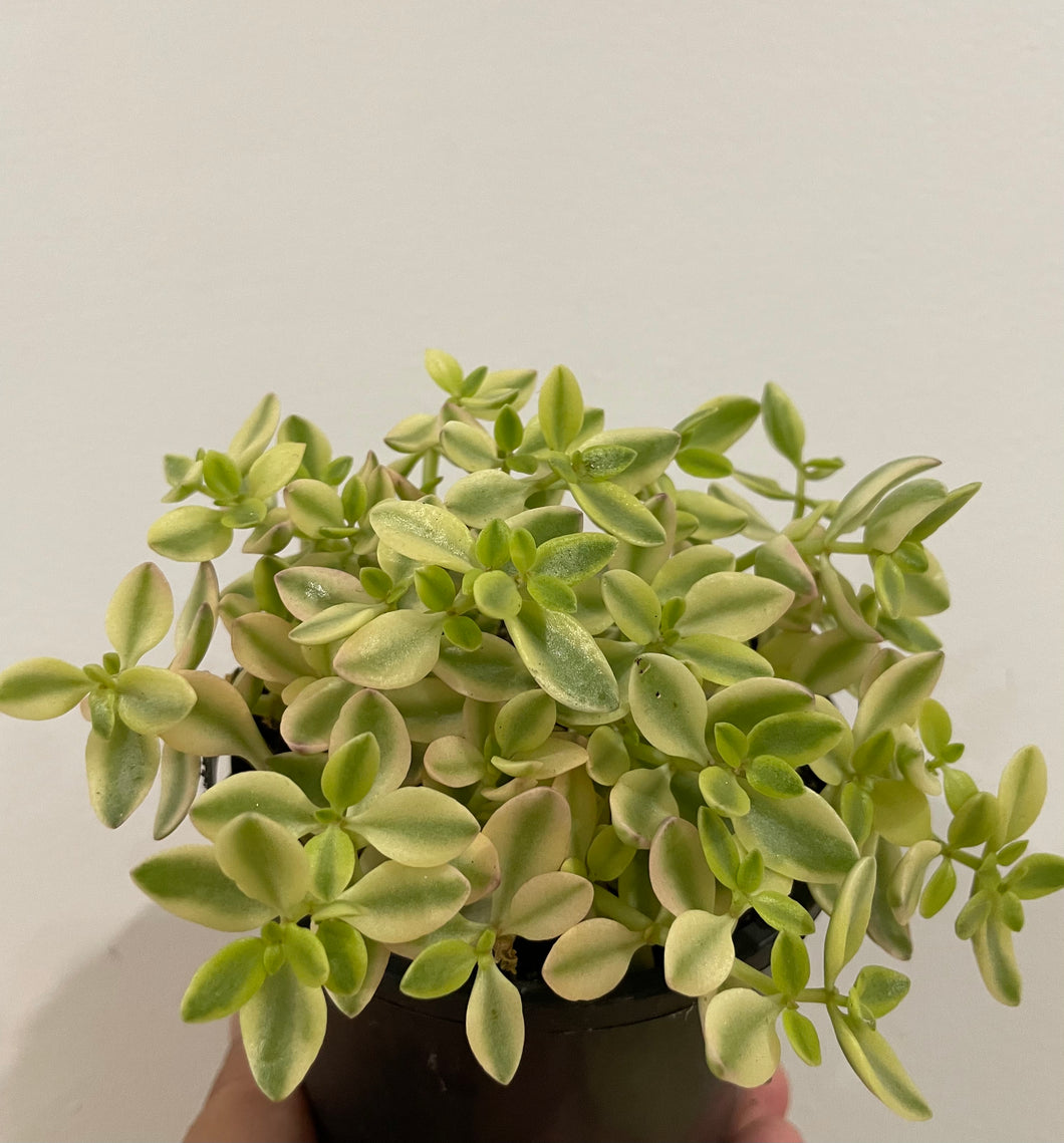 Crassula volkensii variegated in 10cm pot