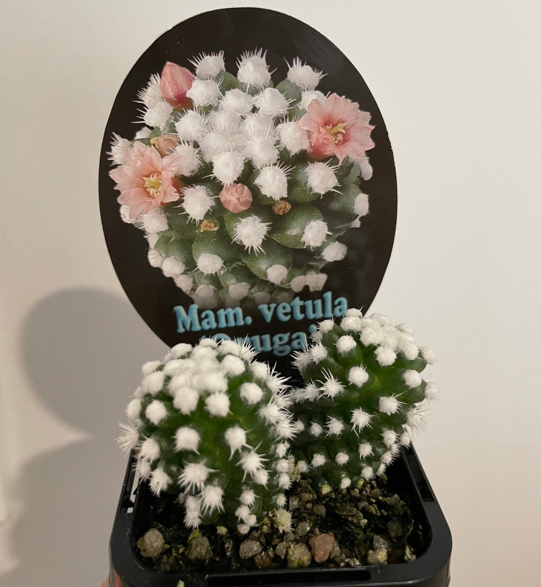 Mammillaria vetula cv Orunga in 7cm pot
