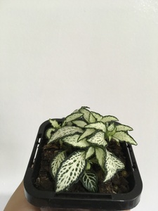 Fittonia Lovers in 7cm pot
