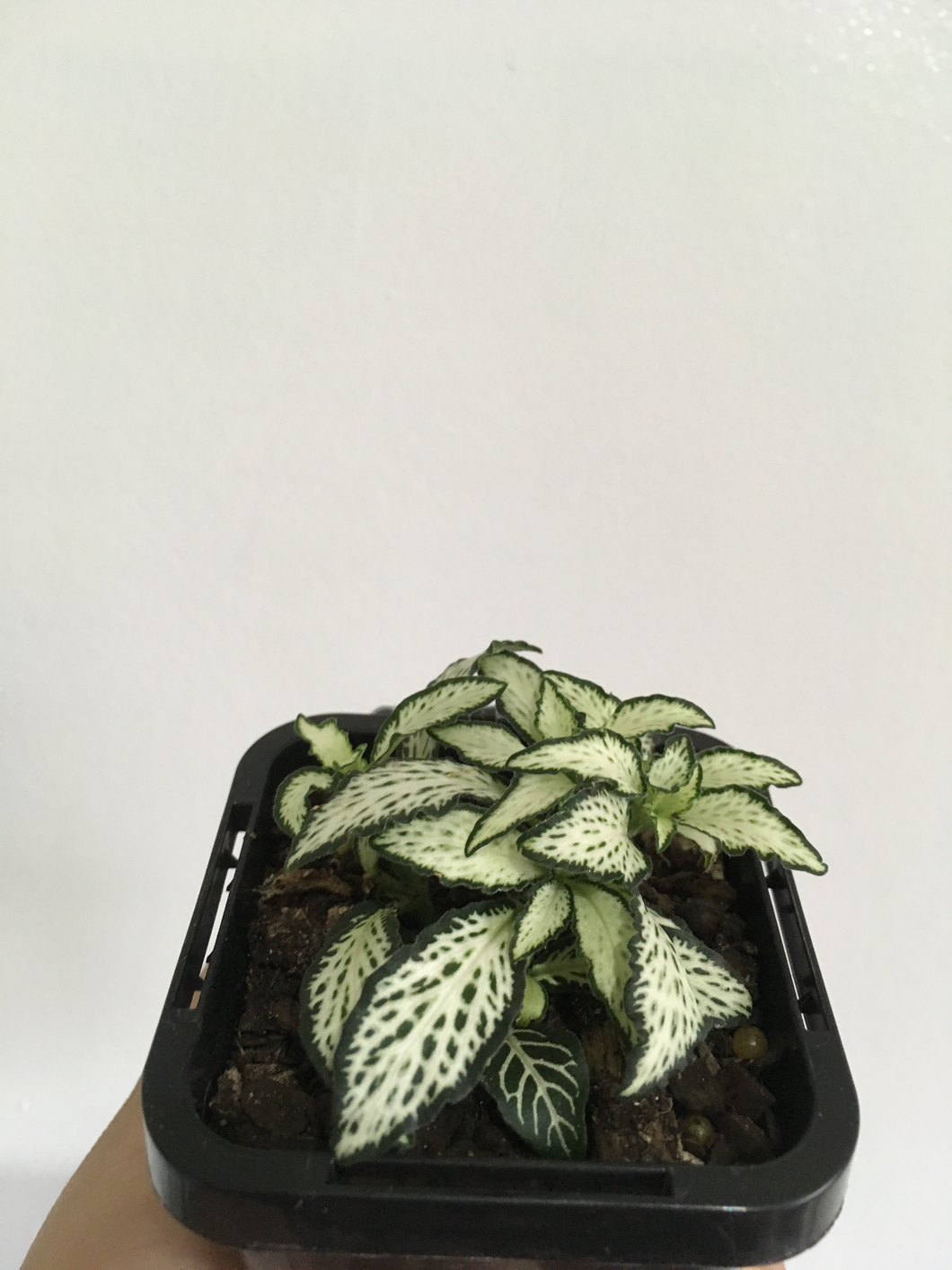 Fittonia Lovers in 7cm pot