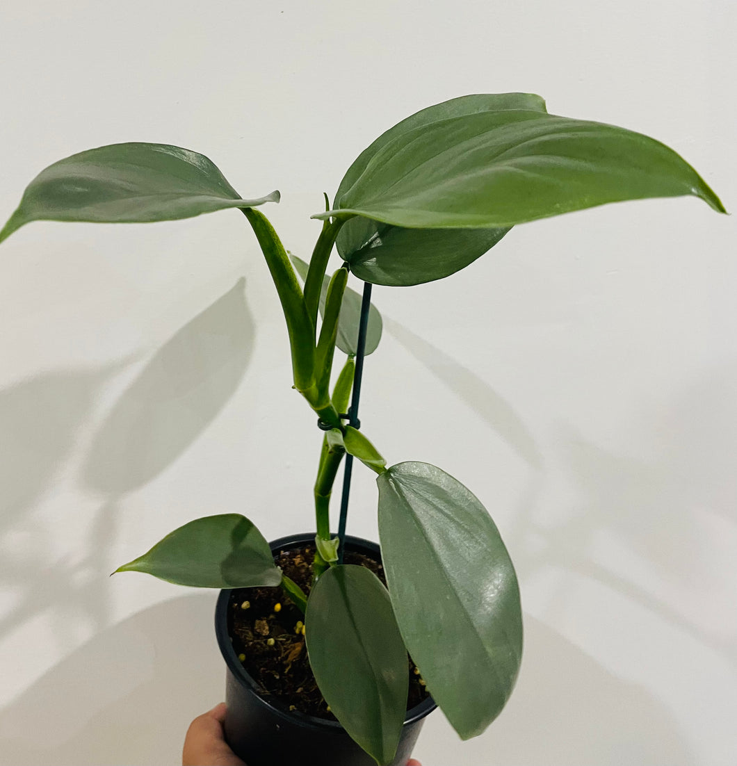 Philodendron Silver Sword in 13cm pot
