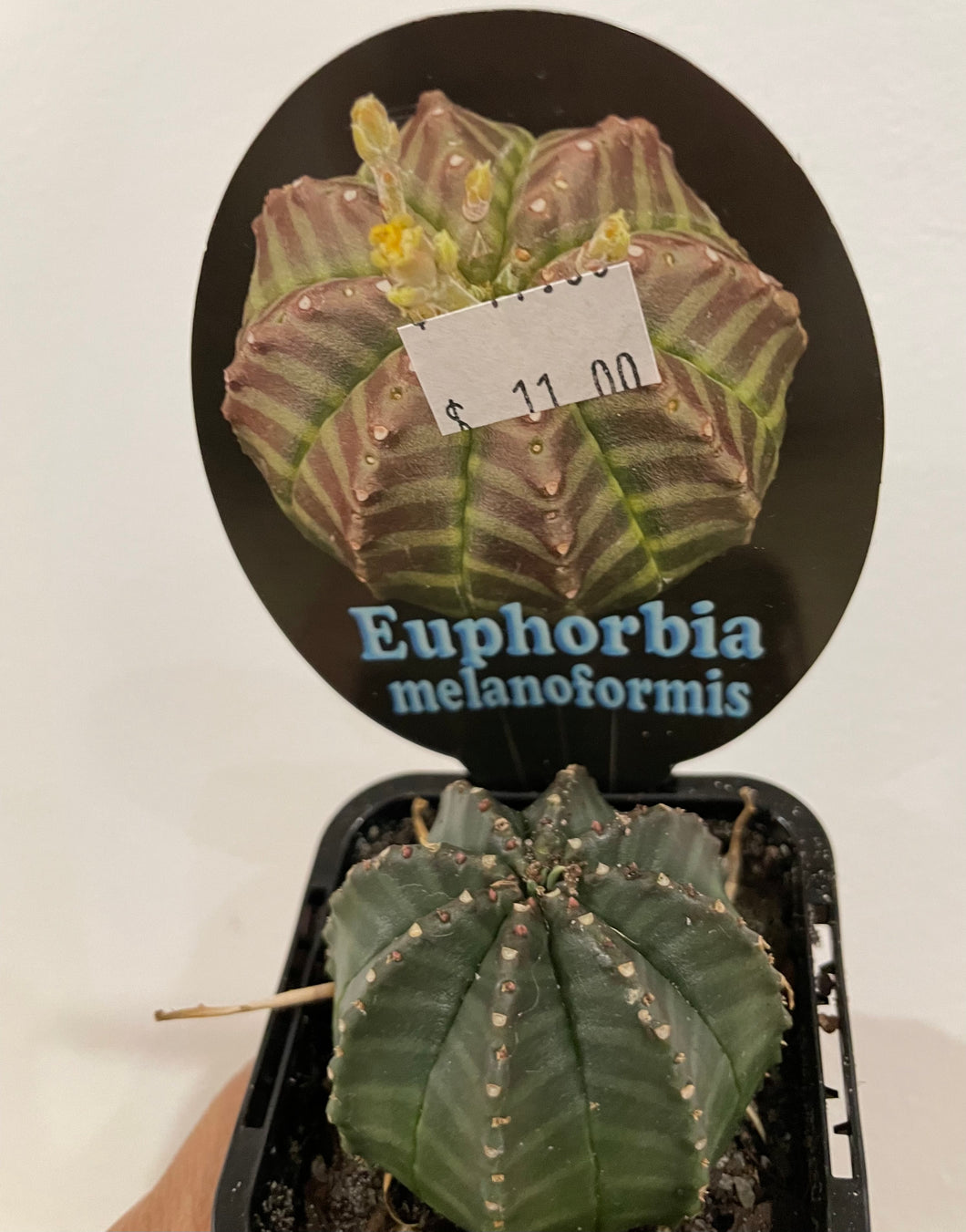 Euphorbia melanoformis in 7cm pot
