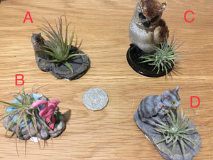 Air plant with animals - size small