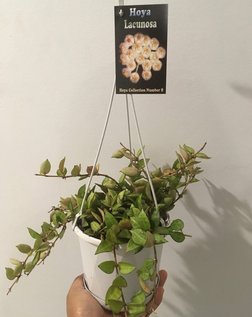 Hoya Lacunosa in 13cm pot