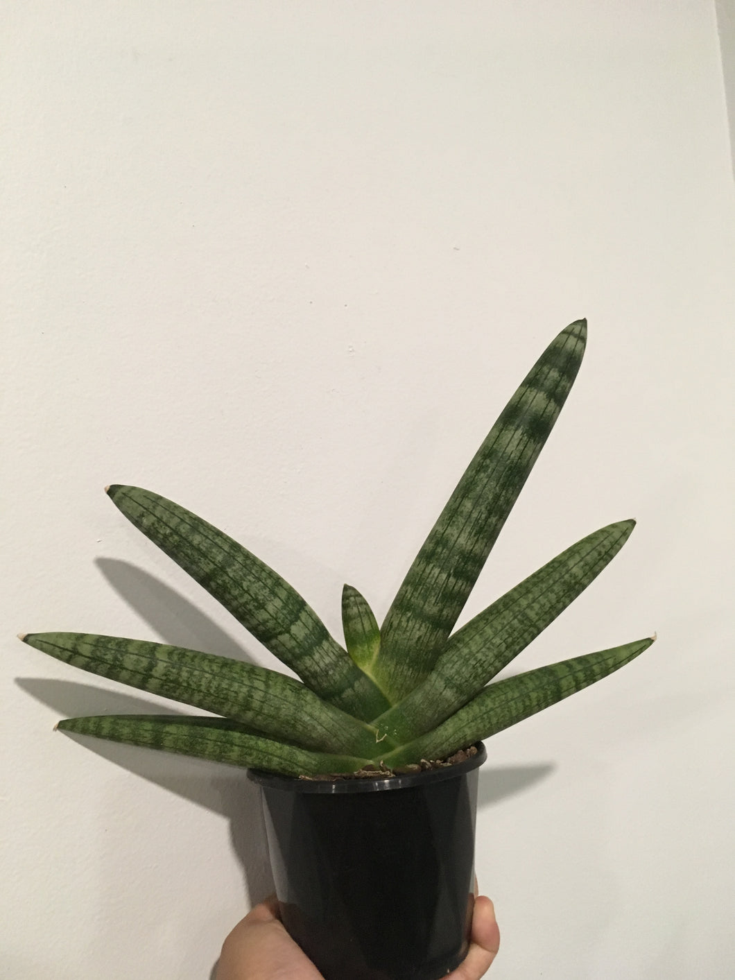 Sansevieria Boncel 8cm pot