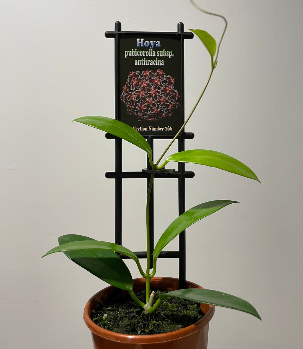 Hoya pubicorolla subsp. anthracina in 10cm pot