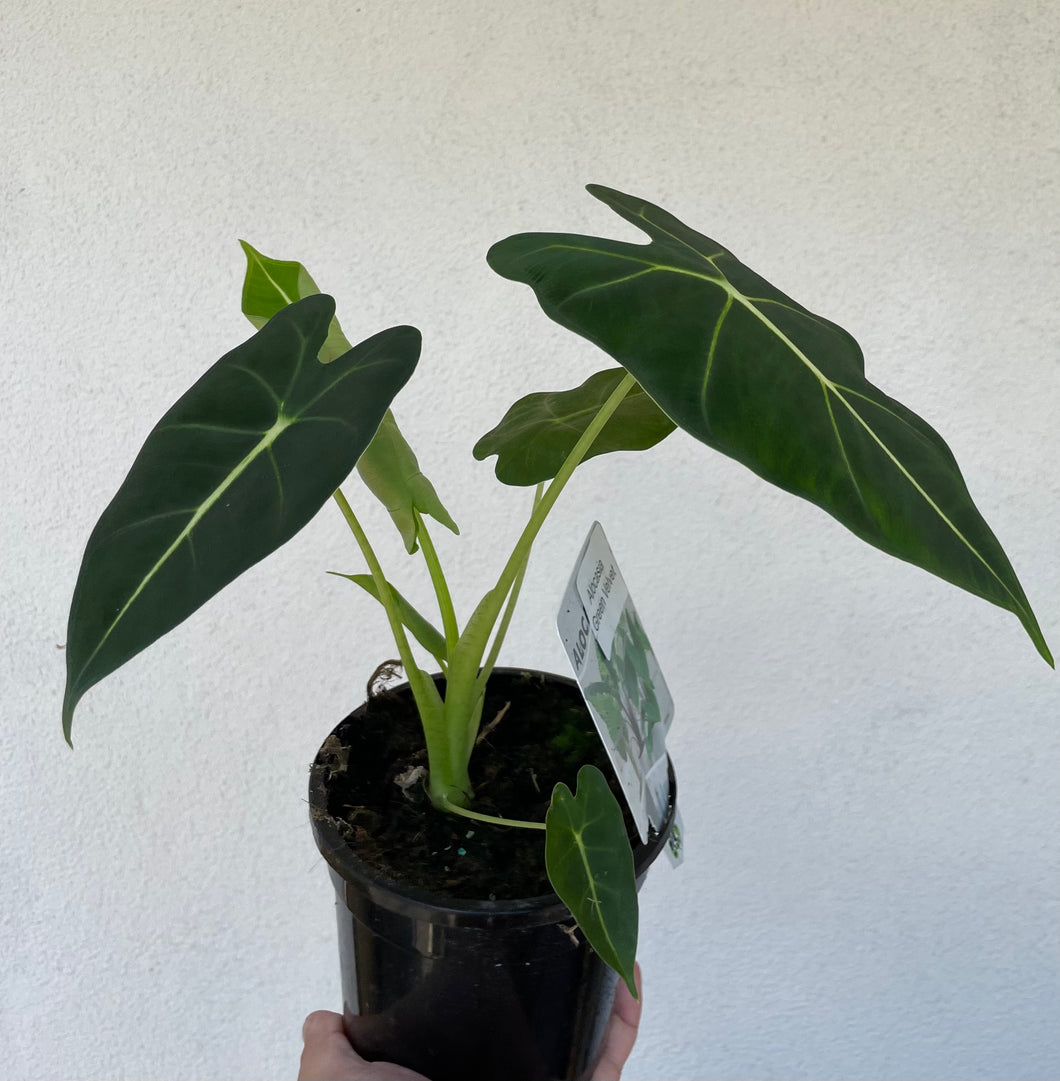 Alocasia frydek green velvet in 13cm pot