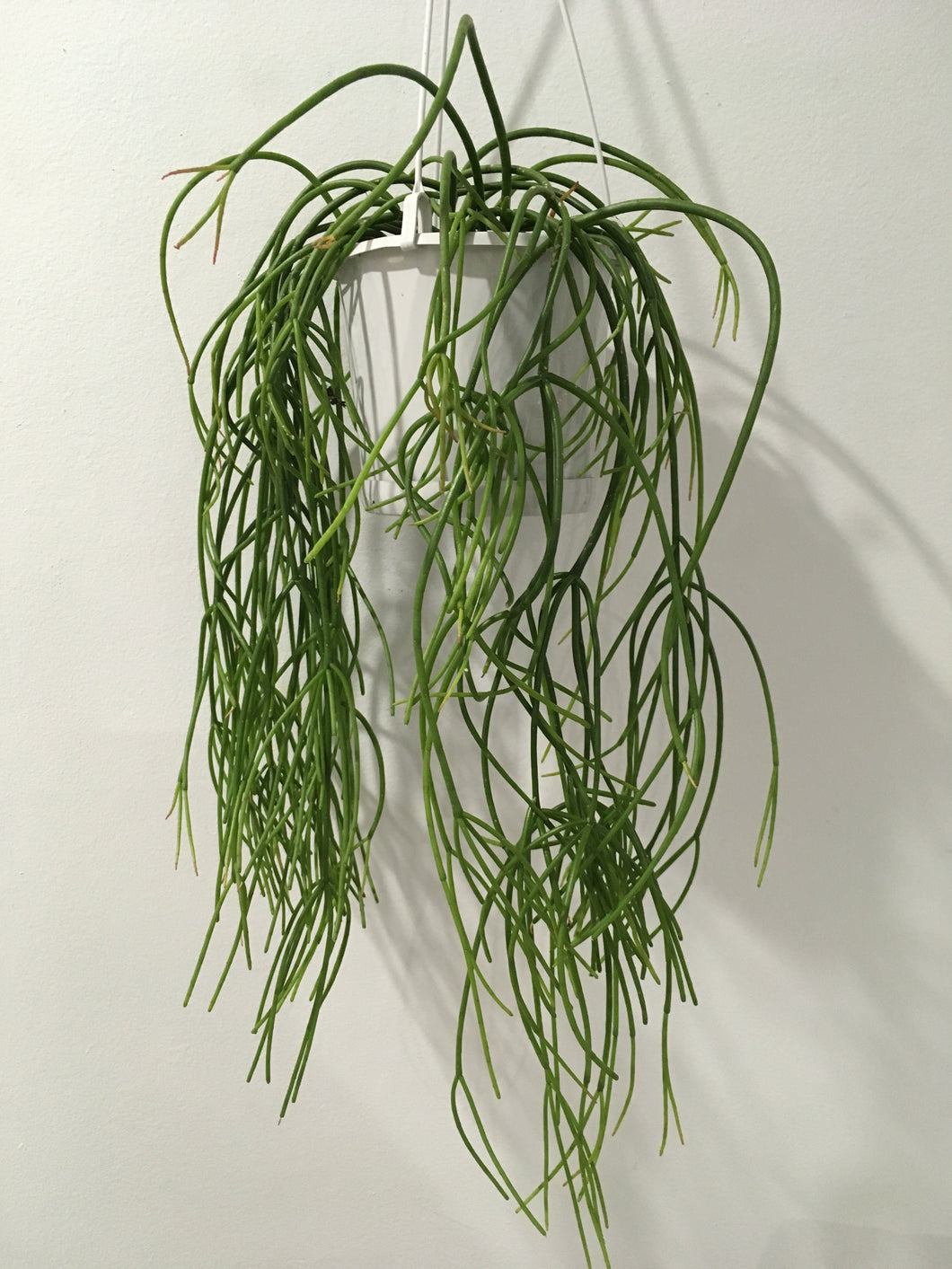Rhipsalis Cassutha in 13cm nursery pot