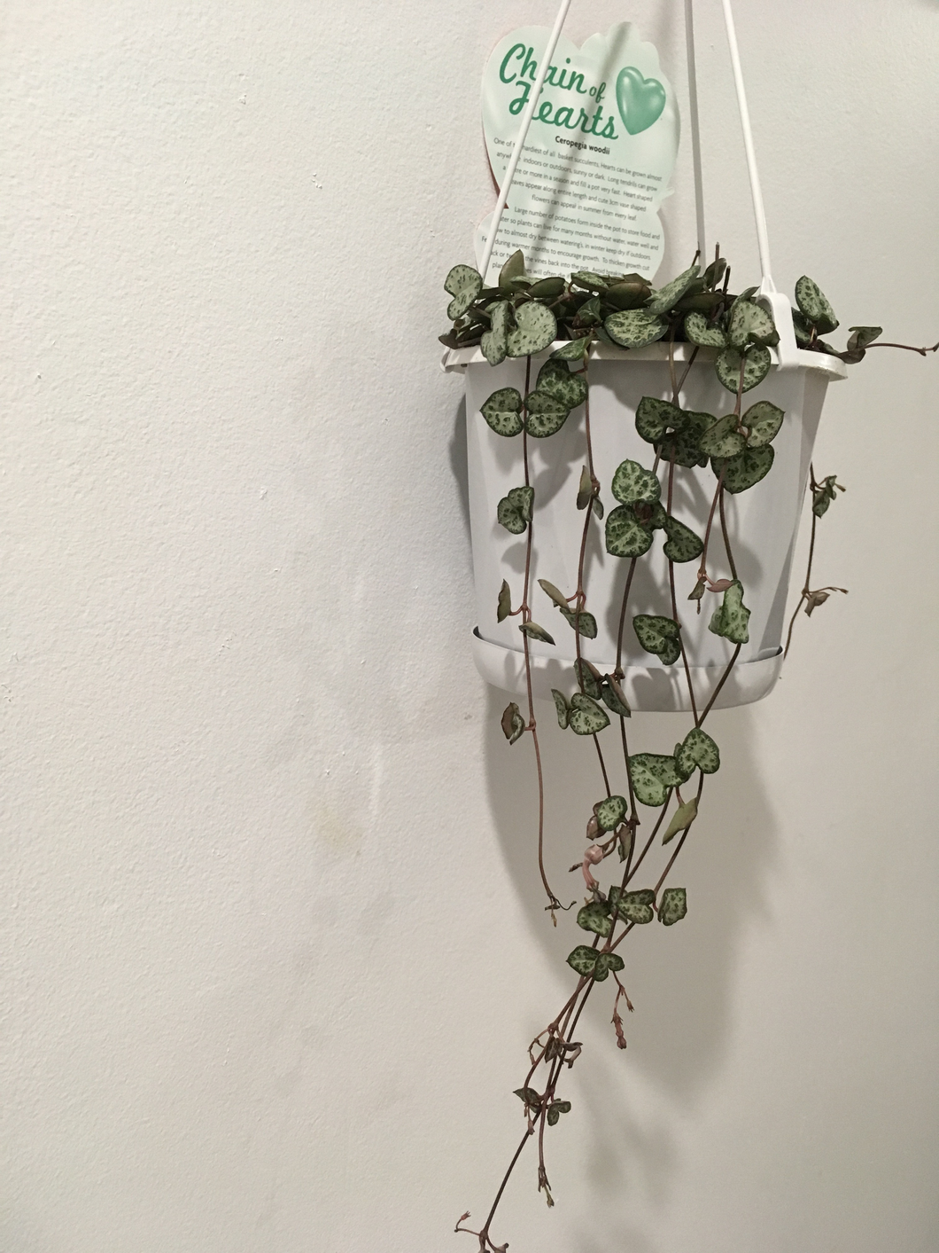 Chain of Hearts in 13cm nursery pot