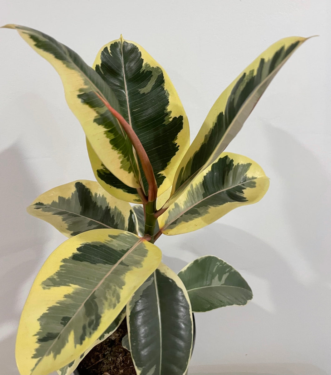Ficus Tineke in 17cm pot