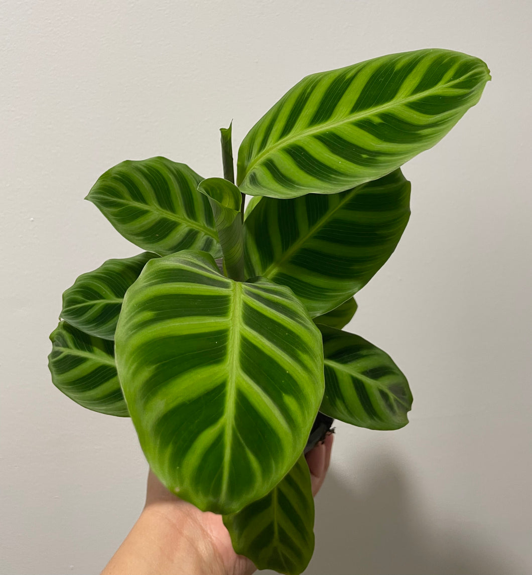 Calathea zebrina in 13cm pot