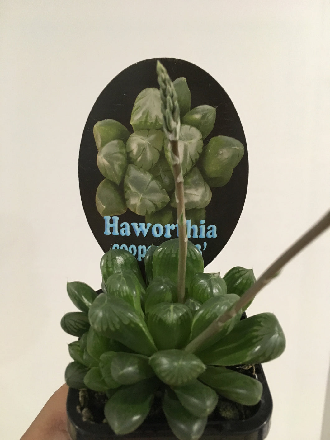Haworthia cooperi in 7cm pot