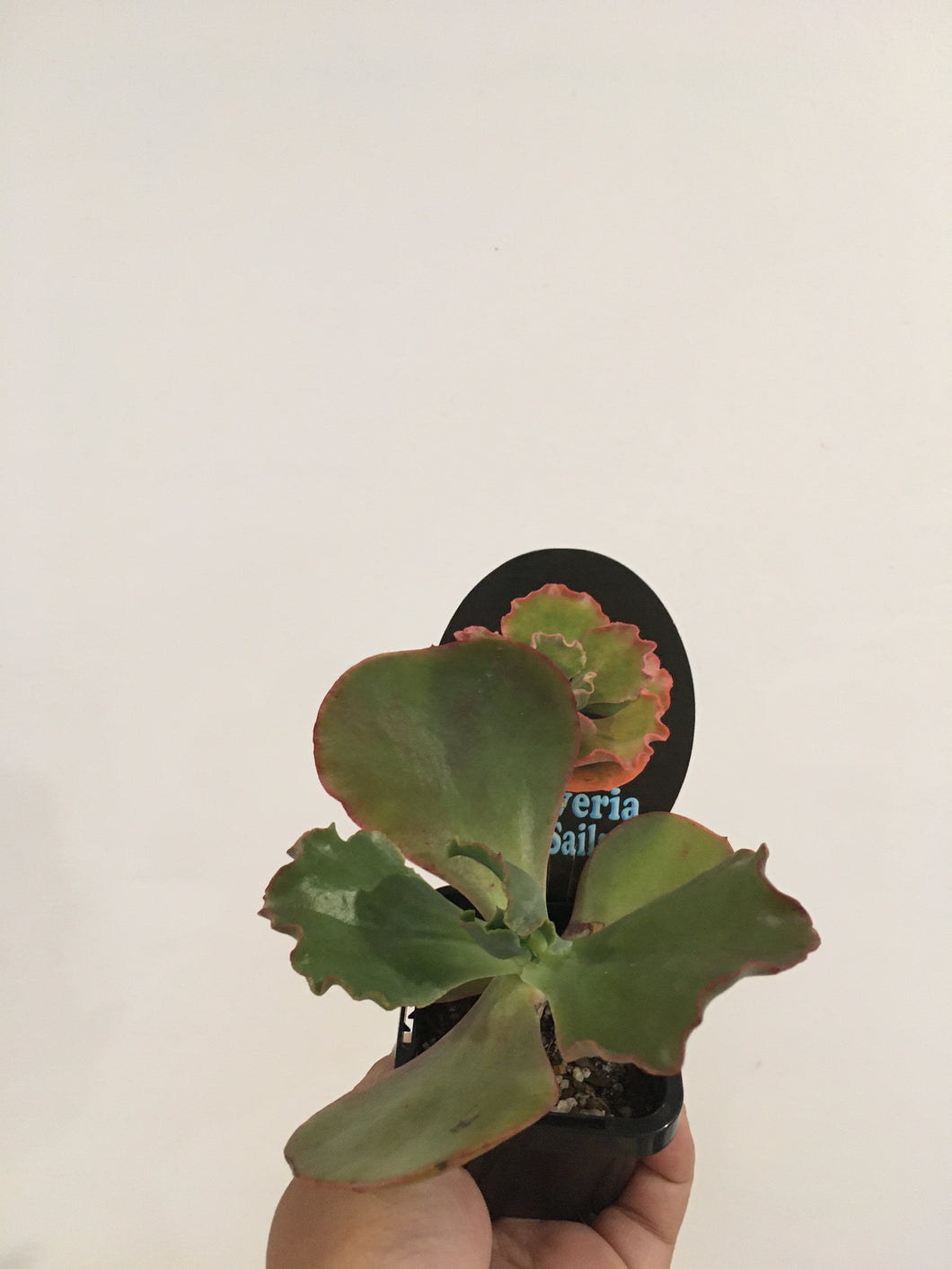 Echeveria Red Sails in 7cm pot