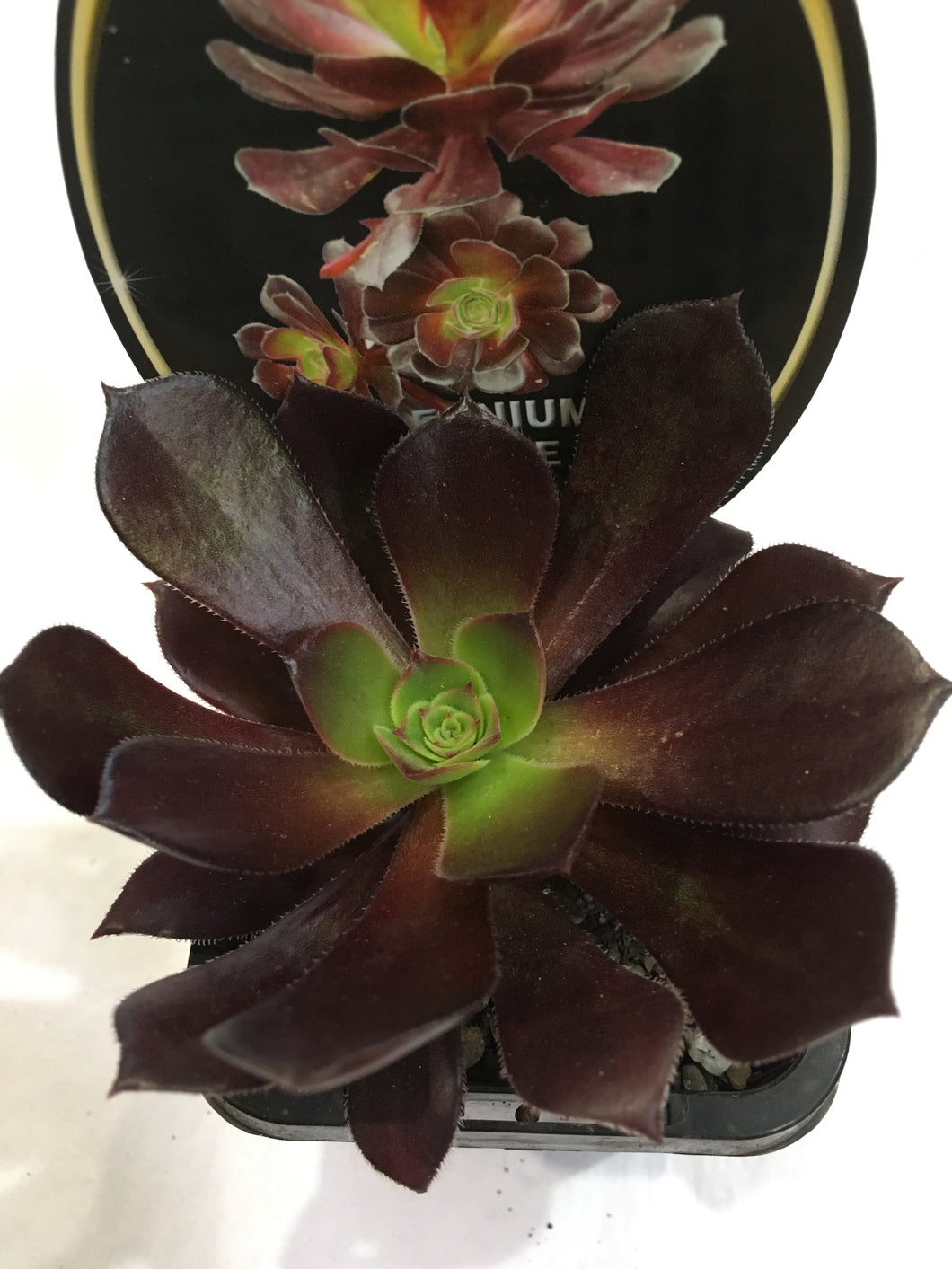 Aeonium chocolate rose in 7cm pot
