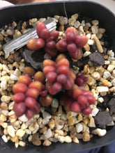 Load image into Gallery viewer, Sedum Stahlii in 7cm pot
