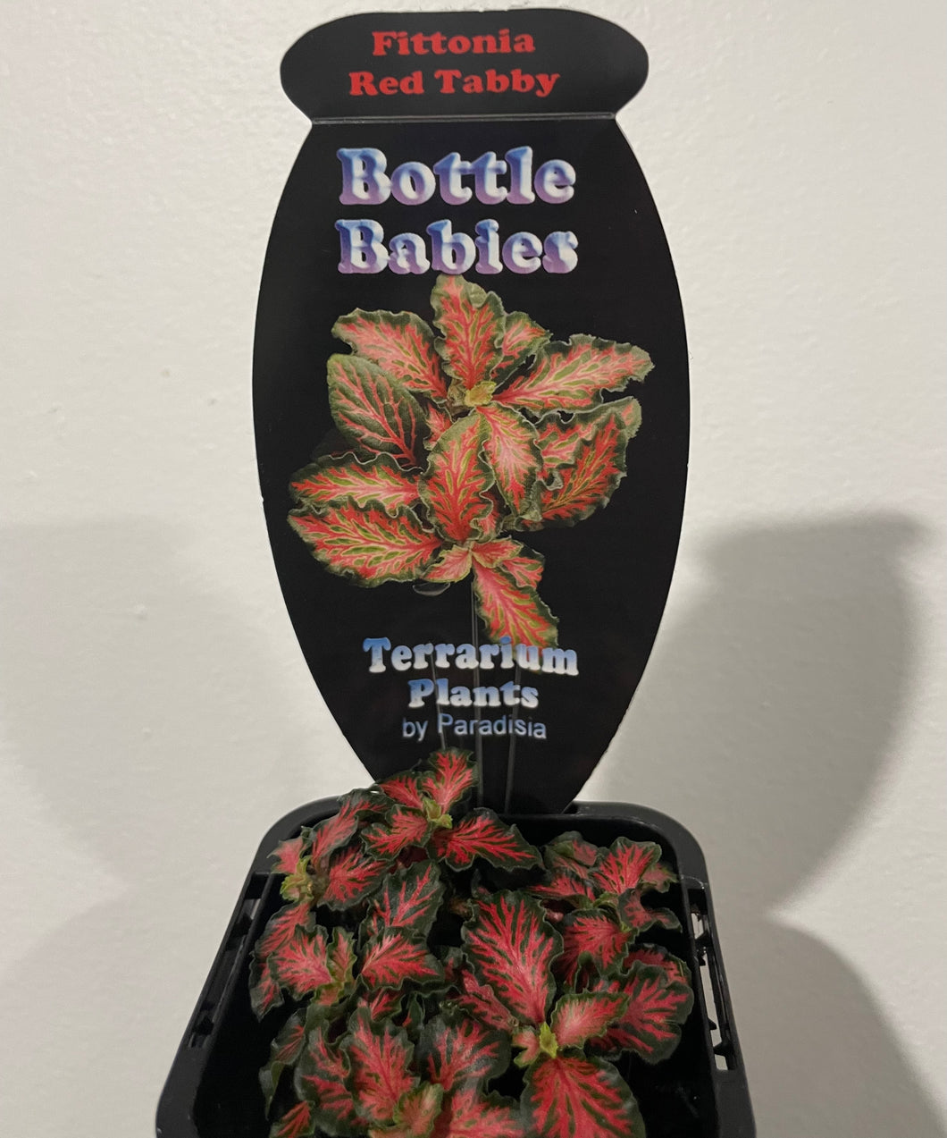 Fittonia red tabby in 7cm pot