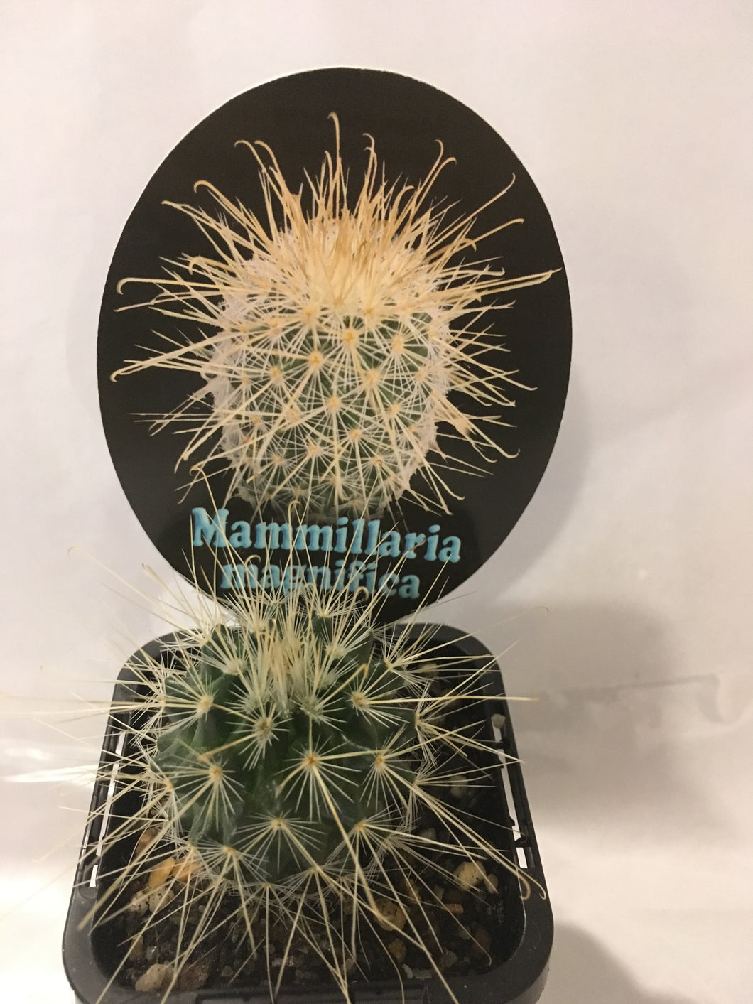 Mammilaria magnifica in 7cm pot