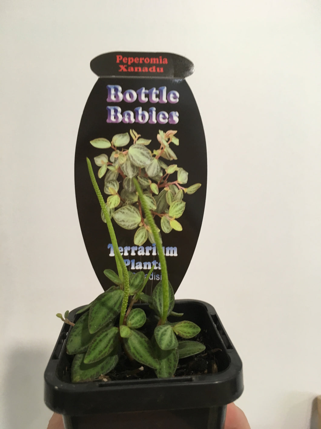 Peperomia xanadu in 7cm pot