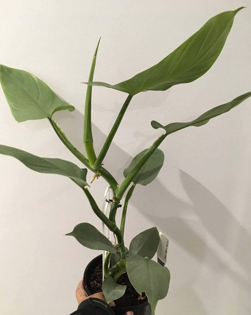 Philodendron Silver Sword in 17cm pot