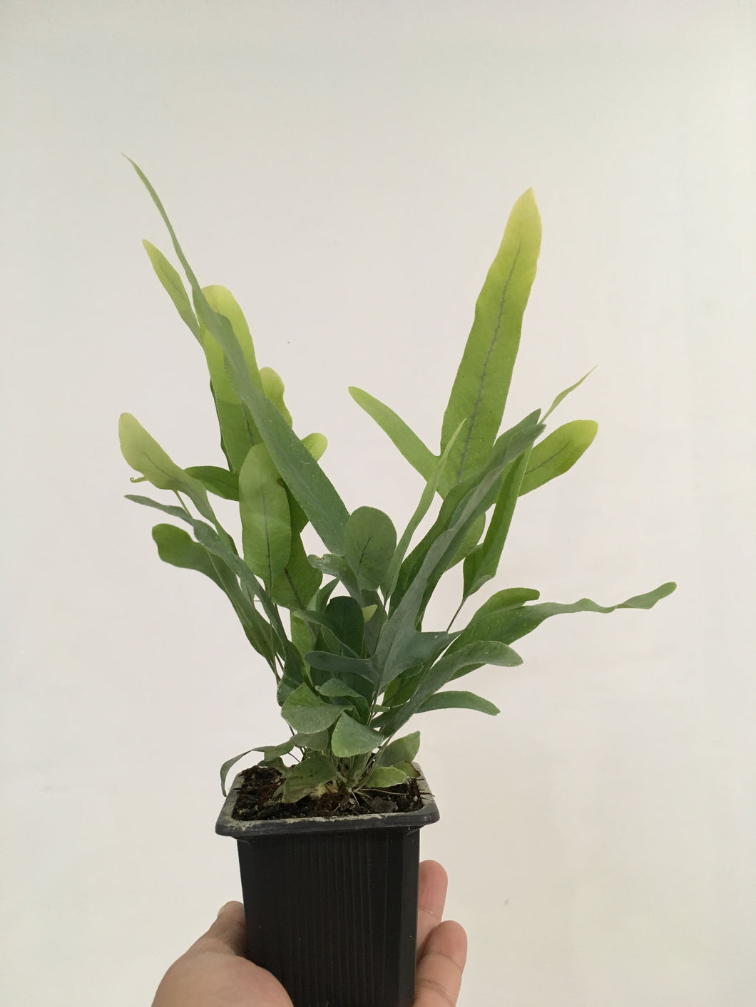 Phlebodium Blue Star Fern in 7.5cm pot