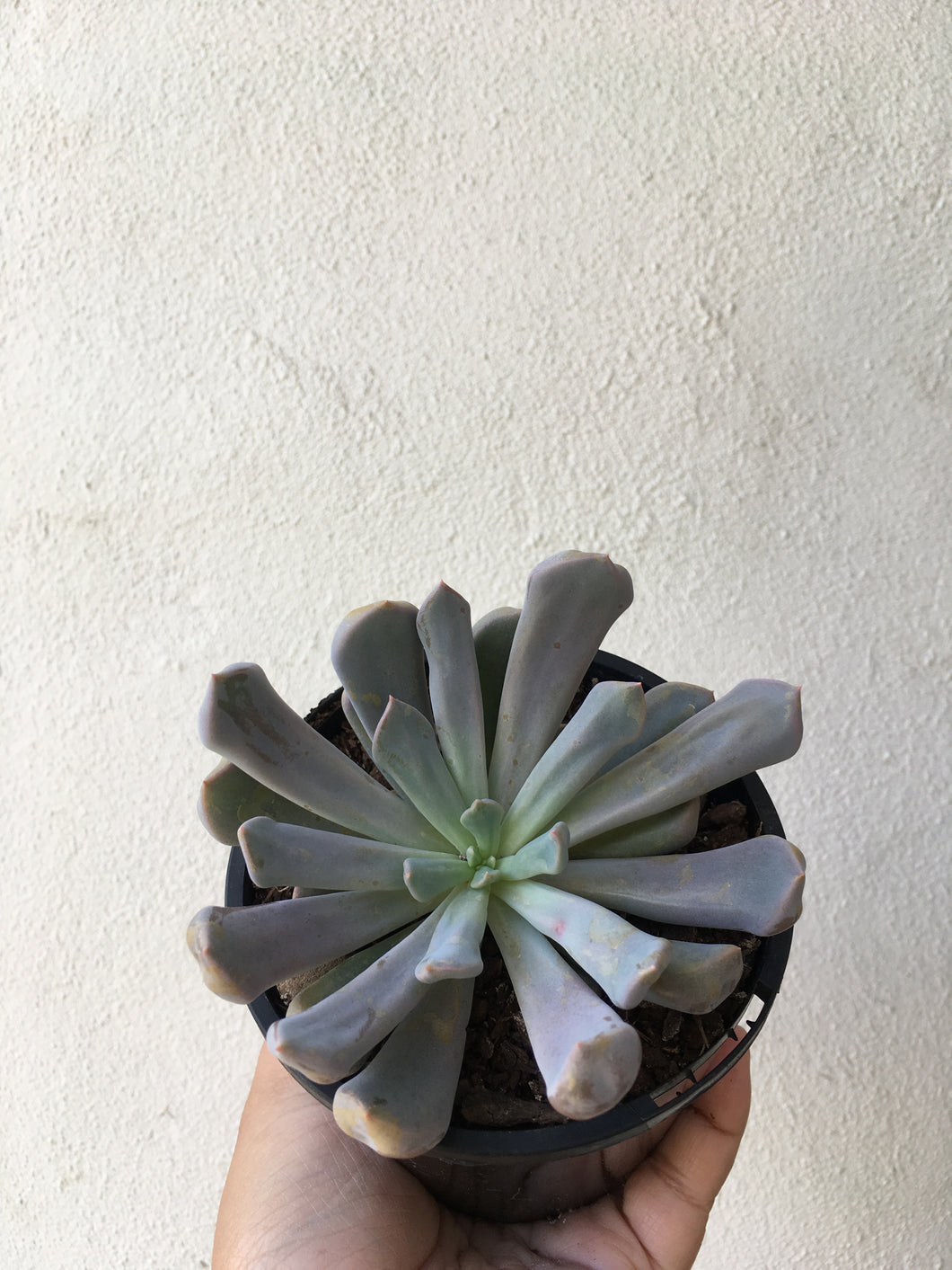 Graptoveria lilac spoons in 9cm pot