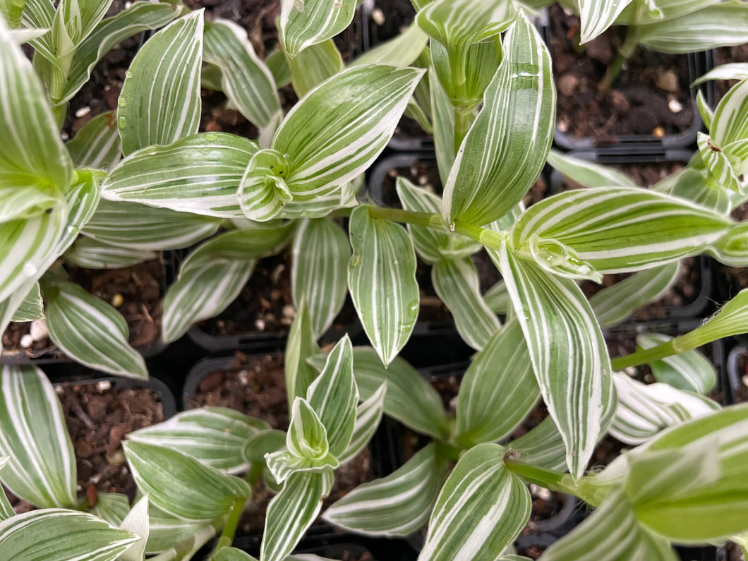 Tradescantia fluminensis quicksilver in 7cm pot