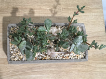 Load image into Gallery viewer, Succulent arrangement in modern cement pot 24x12x9cm
