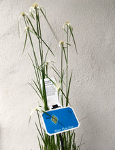 Load image into Gallery viewer, Water plant - White Star Sedge in 14cm pot
