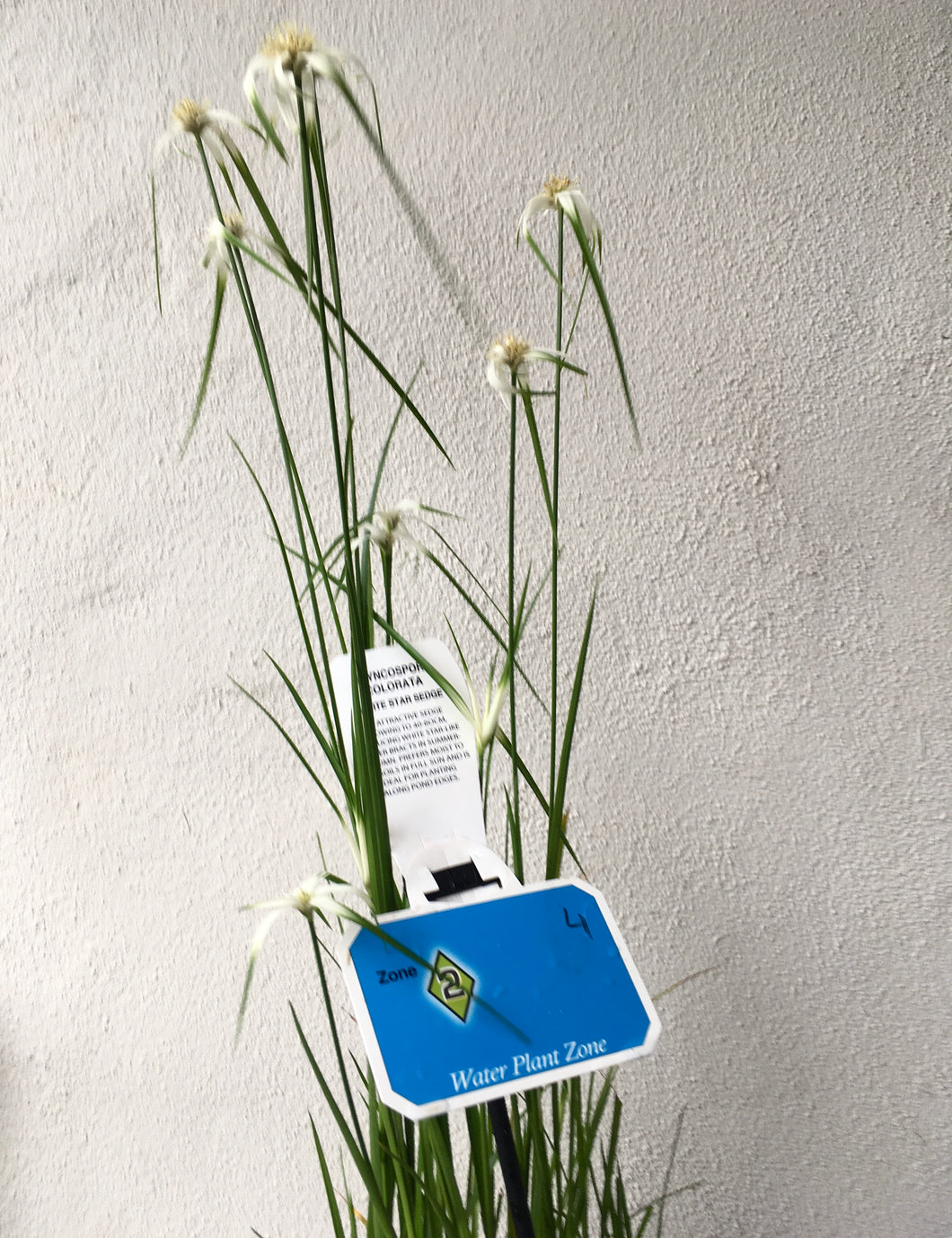 Water plant - White Star Sedge in 14cm pot