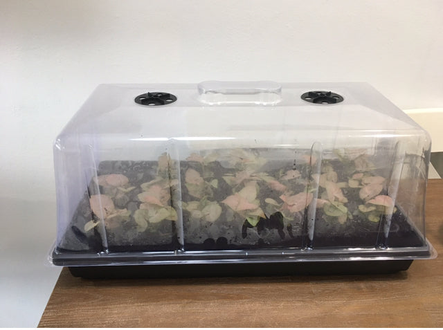 High Dome Propagator (Lid and Tray only)