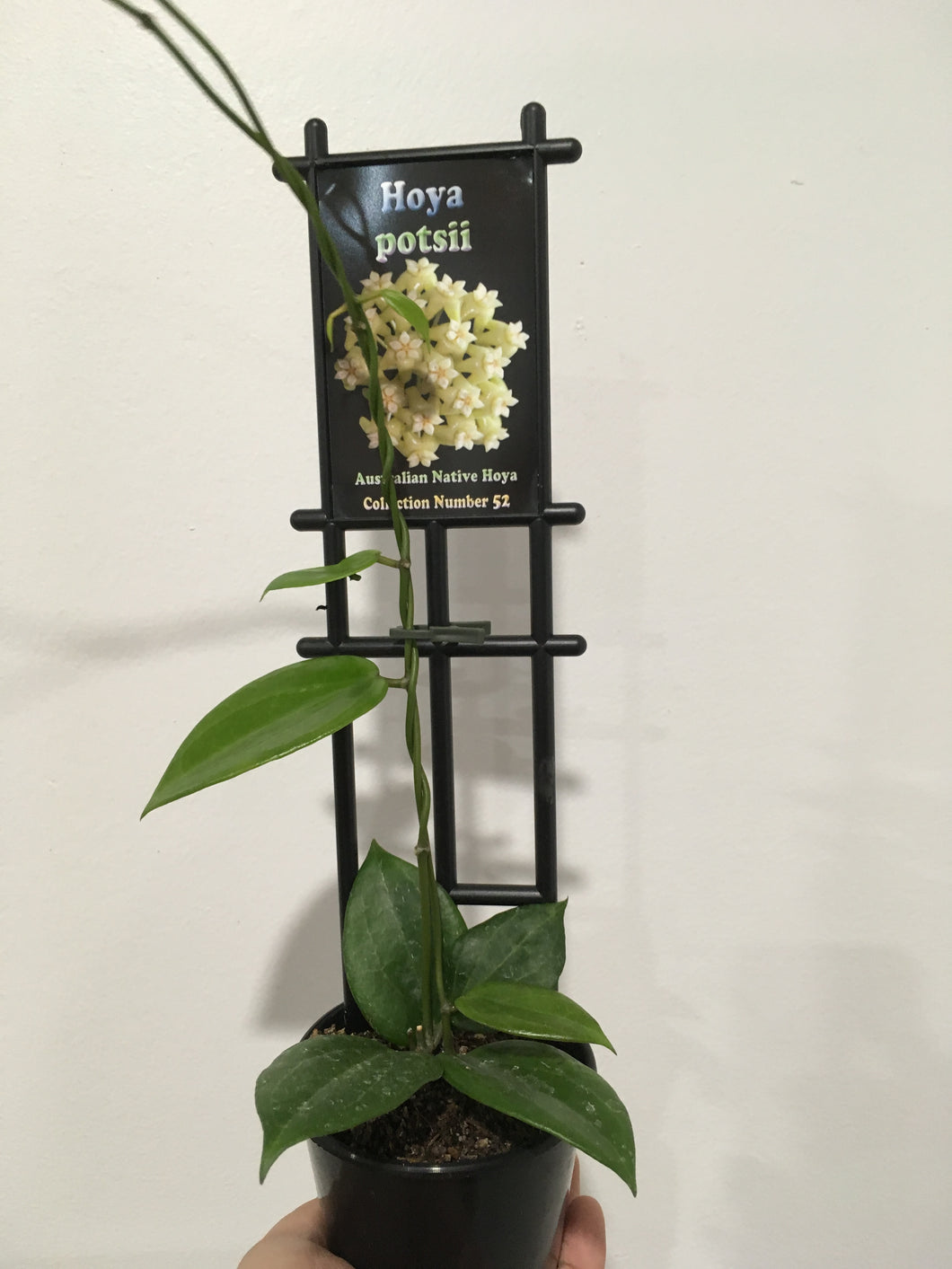 Hoya potsii in 8cm pot