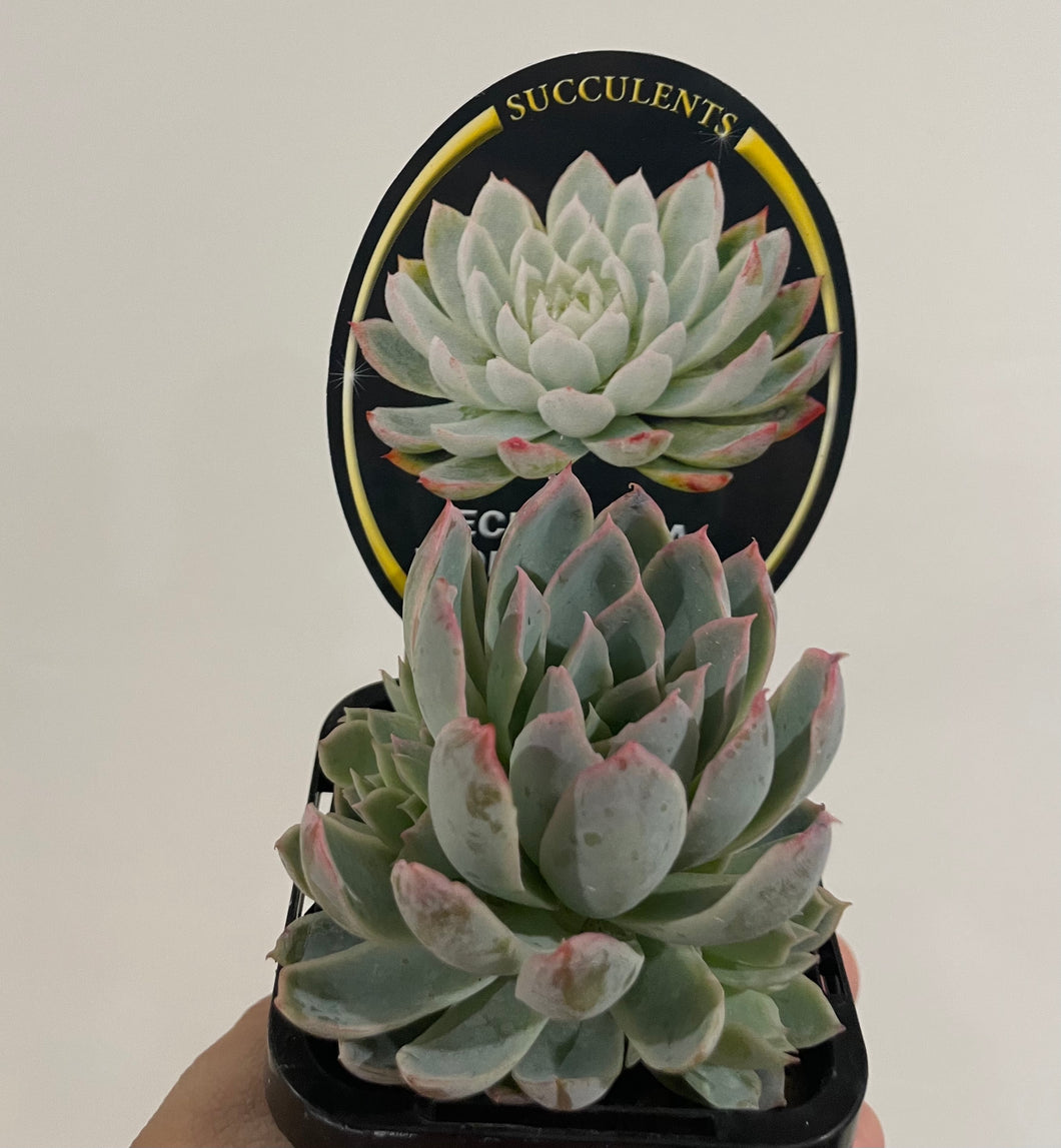 Echeveria violet queen in 7cm