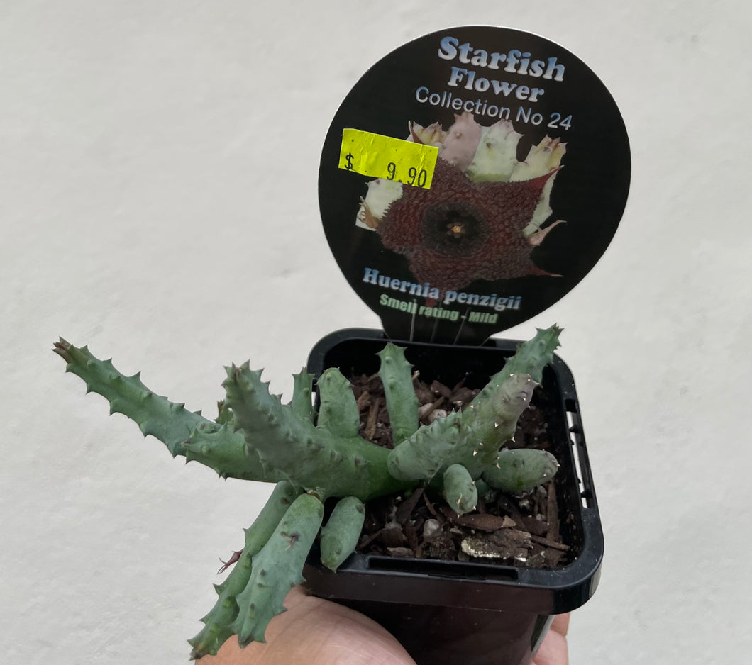Starfish plant - Huernia penzigii in 7cm pot