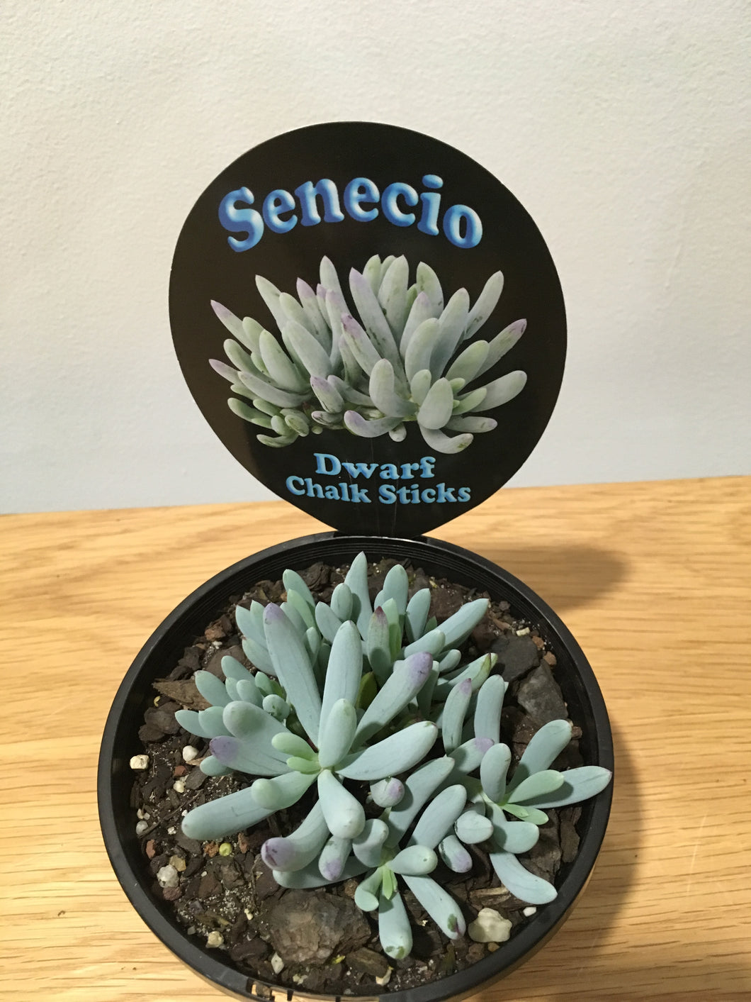 Senecio Dwarf Chalk Sticks in 12cm pot