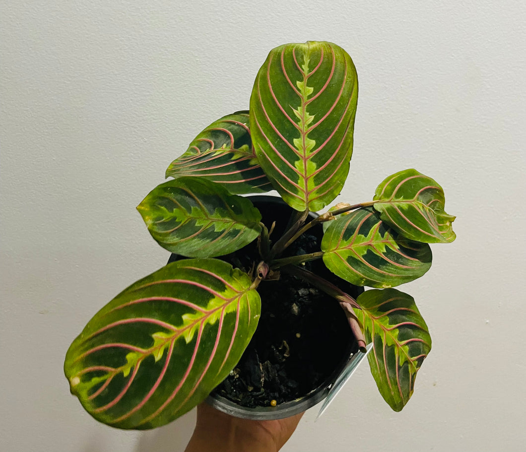 Maranta red vein in 14cm pot