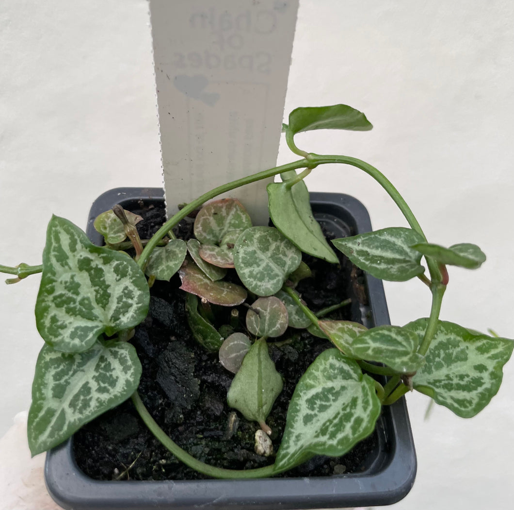 Chain of spades in 7.5cm pot