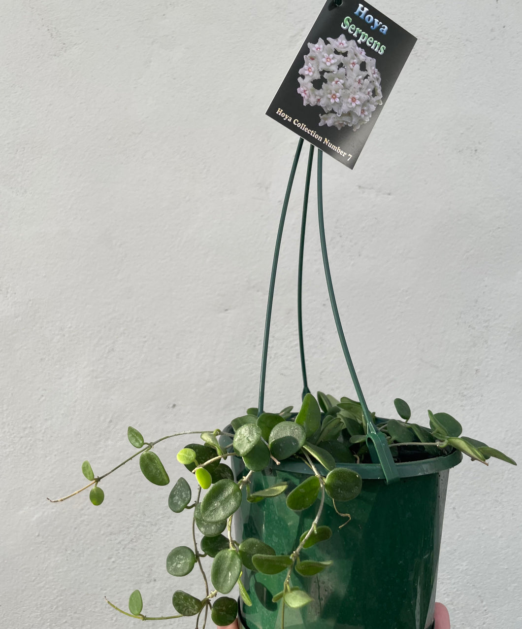 Hoya serpens basket in 13cm pot