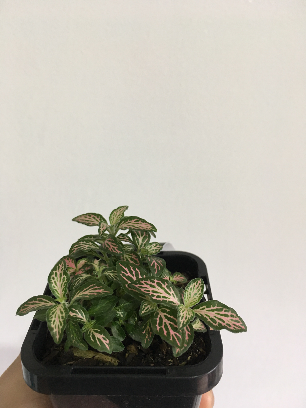 Fittonia Pinky in 7cm pot
