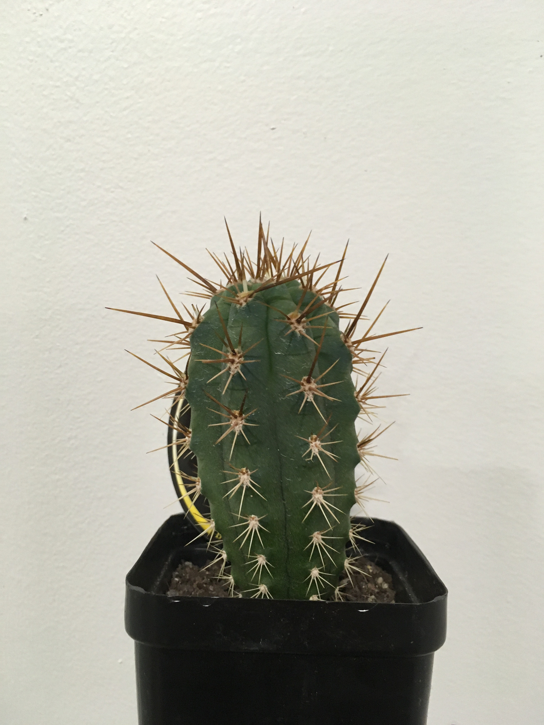 Azure Torch in 10cm pot