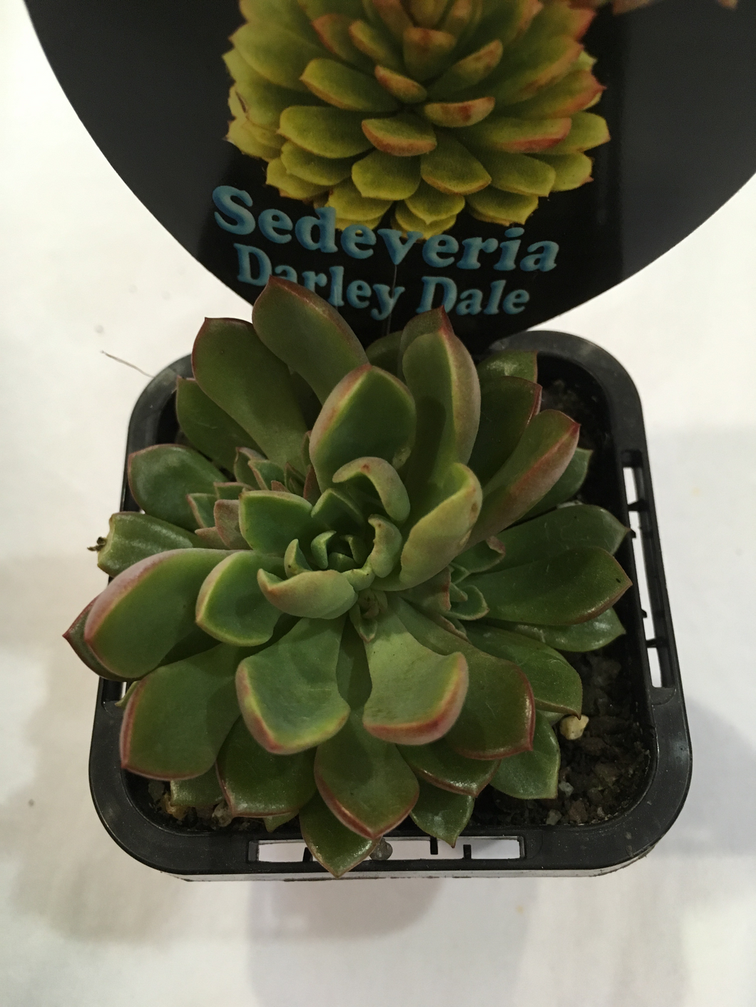 Sedeveria Darley Dale in 7cm pot
