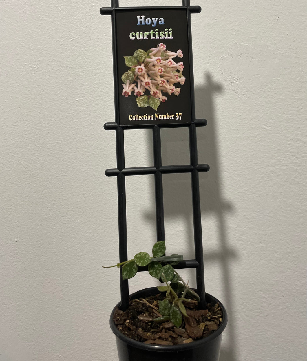 Hoya curtisii in 8cm pot