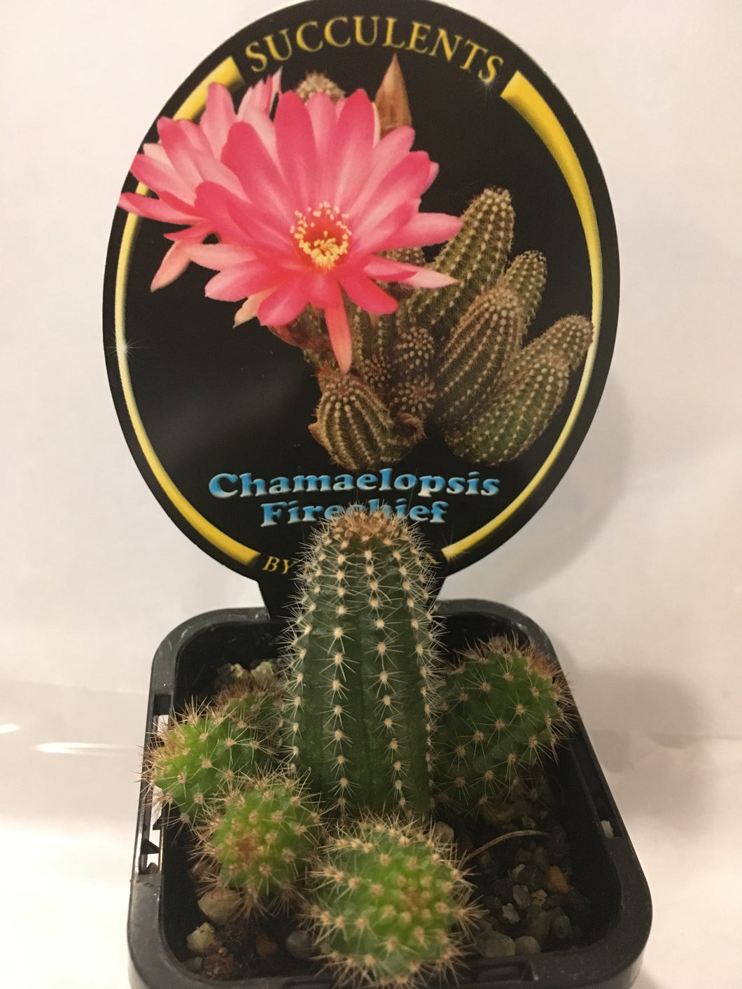 Chamaelopsis Firechief in 7cm pot