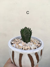 Load image into Gallery viewer, Crassula pyramidalis in 9cm decorative pot
