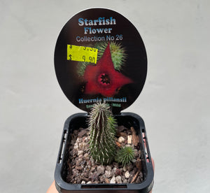 Starfish plant - Huernia pillansii in 7cm pot