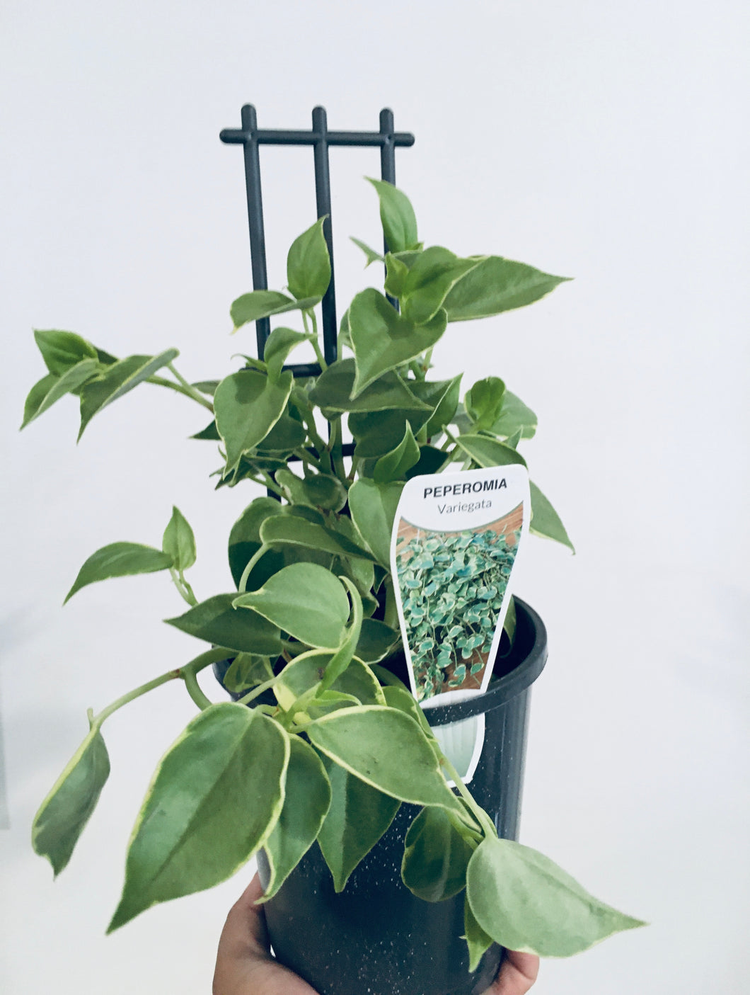 Peperomia Scandens Variegata in 14cm pot