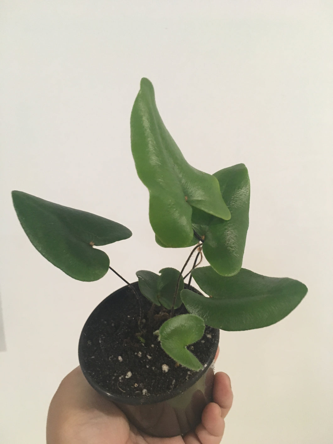 Fern Hermiontis Arifolia in 8cm pot