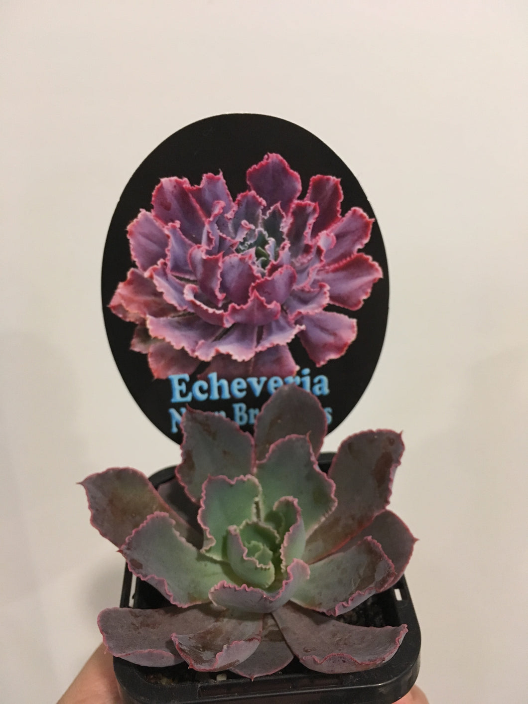 Echeveria Neon Breakers in 7cm pot