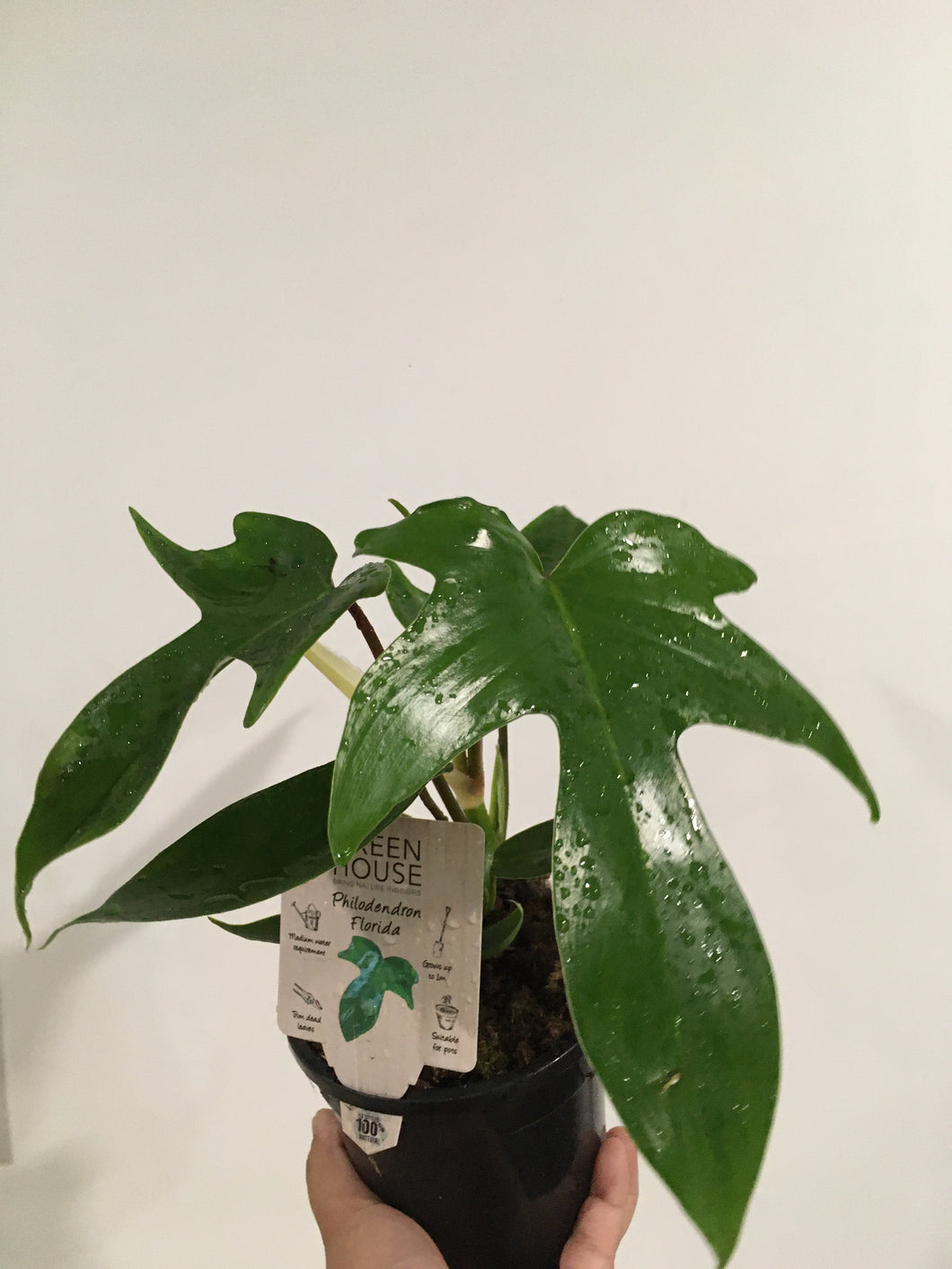 Philodendron Florida in 13cm pot